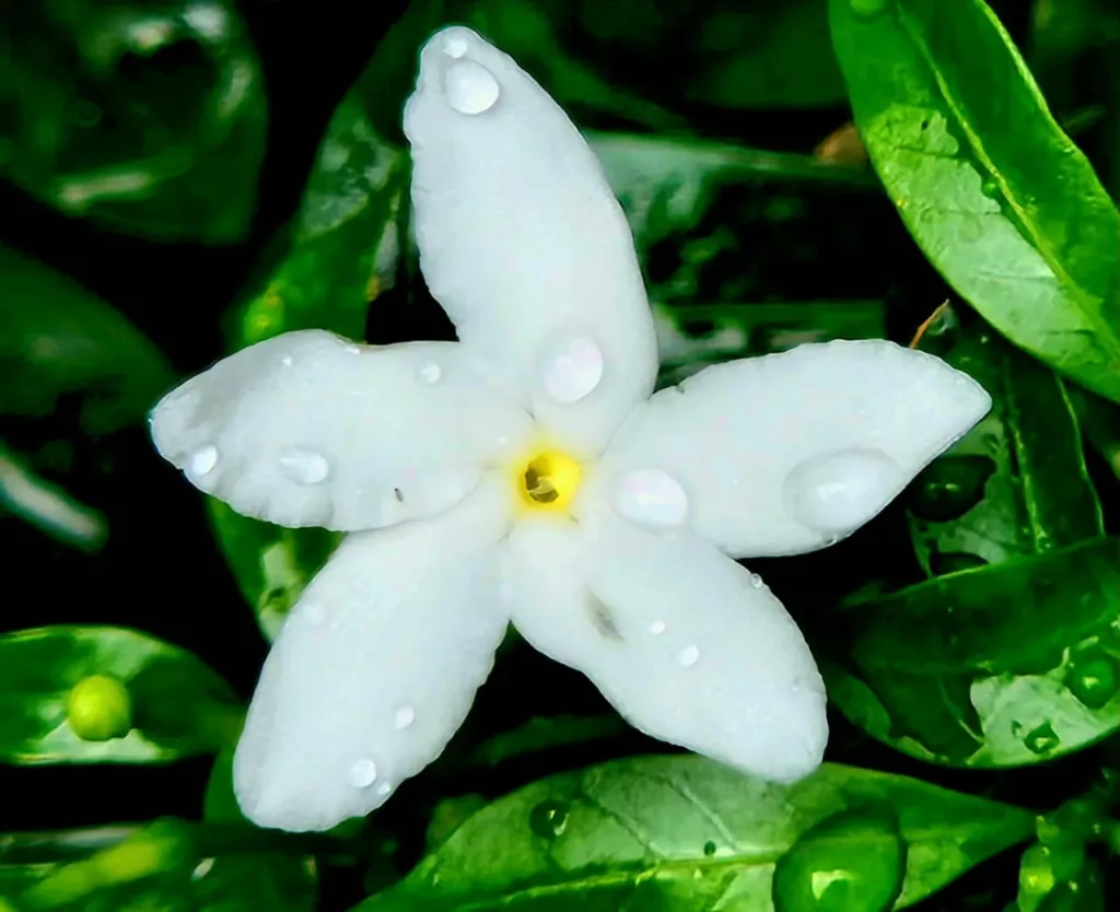 Foto makro, hasil karya Helga Wijaya pada sesi pengarahan fotografi Klub Bahasa.