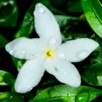 Foto makro, hasil karya Helga Wijaya pada sesi pengarahan fotografi Klub Bahasa.